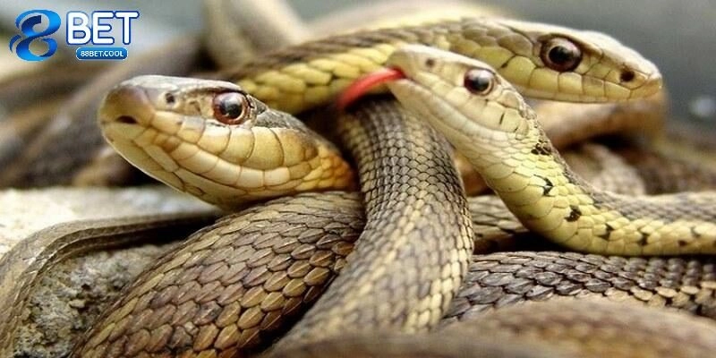 Mơ thấy rắn có phải điềm báo tốt hay không?