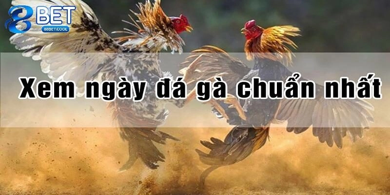 Một vài lưu ý quan trọng khi xem ngày đá gà